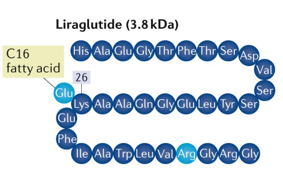 Liraglutide: Chất chủ vận thụ thể GLP-1 giúp tăng cường trao đổi chất